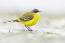 BUITEN BEELD Foto: 435694