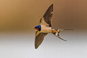 BUITEN BEELD Foto: 435702