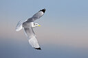 BUITEN BEELD Foto: 435716