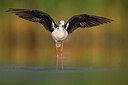 BUITEN BEELD Foto: 435718