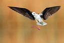 BUITEN BEELD Foto: 435722