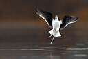 BUITEN BEELD Foto: 435723