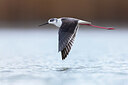BUITEN BEELD Foto: 435724
