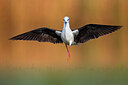 BUITEN BEELD Foto: 435725
