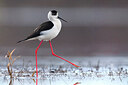 BUITEN BEELD Foto: 435726