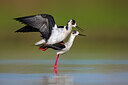BUITEN BEELD Foto: 435727
