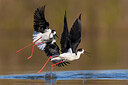 BUITEN BEELD Foto: 435736