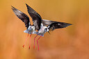BUITEN BEELD Foto: 435738