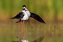 BUITEN BEELD Foto: 435739
