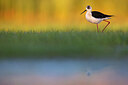 BUITEN BEELD Foto: 435742