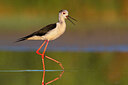 BUITEN BEELD Foto: 435744