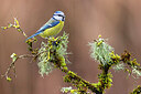 BUITEN BEELD Foto: 435749