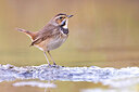 BUITEN BEELD Foto: 435755