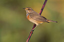 BUITEN BEELD Foto: 435757