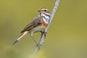 BUITEN BEELD Foto: 435758
