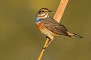 BUITEN BEELD Foto: 435760