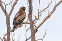 BUITEN BEELD Foto: 435762