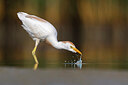 BUITEN BEELD Foto: 435763