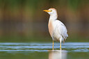 BUITEN BEELD Foto: 435764