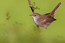 BUITEN BEELD Foto: 435767