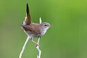 BUITEN BEELD Foto: 435769