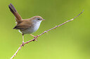 BUITEN BEELD Foto: 435770