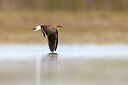 BUITEN BEELD Foto: 435773