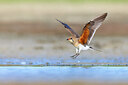 BUITEN BEELD Foto: 435774