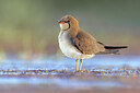 BUITEN BEELD Foto: 435779