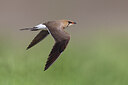 BUITEN BEELD Foto: 435784