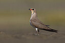 BUITEN BEELD Foto: 435787