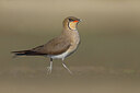BUITEN BEELD Foto: 435788