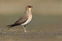 BUITEN BEELD Foto: 435789