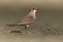 BUITEN BEELD Foto: 435790