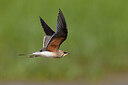 BUITEN BEELD Foto: 435792