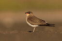 BUITEN BEELD Foto: 435793