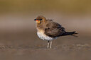BUITEN BEELD Foto: 435795