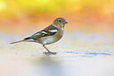 BUITEN BEELD Foto: 435802