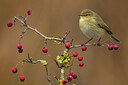 BUITEN BEELD Foto: 435807