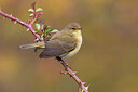 BUITEN BEELD Foto: 435808