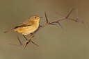 BUITEN BEELD Foto: 435813