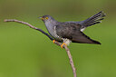 BUITEN BEELD Foto: 435815