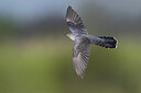 BUITEN BEELD Foto: 435817