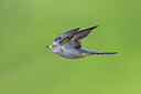 BUITEN BEELD Foto: 435818