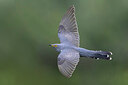 BUITEN BEELD Foto: 435822