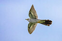 BUITEN BEELD Foto: 435823