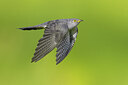 BUITEN BEELD Foto: 435825