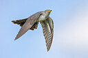 BUITEN BEELD Foto: 435826