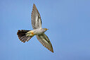 BUITEN BEELD Foto: 435827