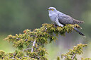 BUITEN BEELD Foto: 435833